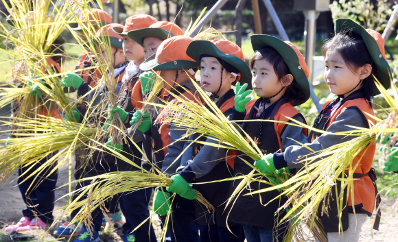 30일 서울 양천구 신트리공원에서 여린 도심 속 벼베기 체험행사에 참여한 어린이들이 자신들이 수확한 벼를 들어 보이고 있다.  2019. 10. 30 정연호 기자 tpgod@seoul.co.kr