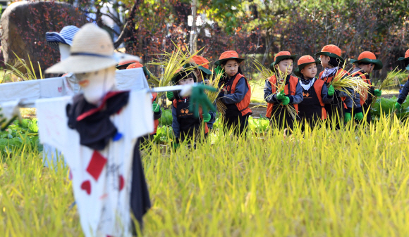 30일 서울 양천구 신트리공원에서 여린 도심 속 벼베기 체험행사에 참여한 어린이들이 자신들이 수확한 벼를 들어 보이고 있다.  2019. 10. 30 정연호 기자 tpgod@seoul.co.kr