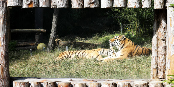 휴식 즐기는 호랑이