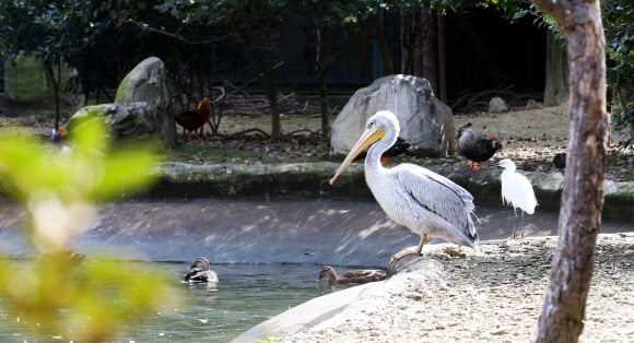 자태 뽐내는 펠리컨