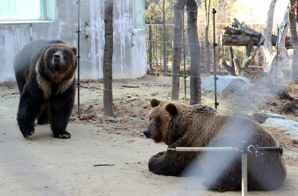 새로 단장한 곰사에서 휴식 취하는 곰