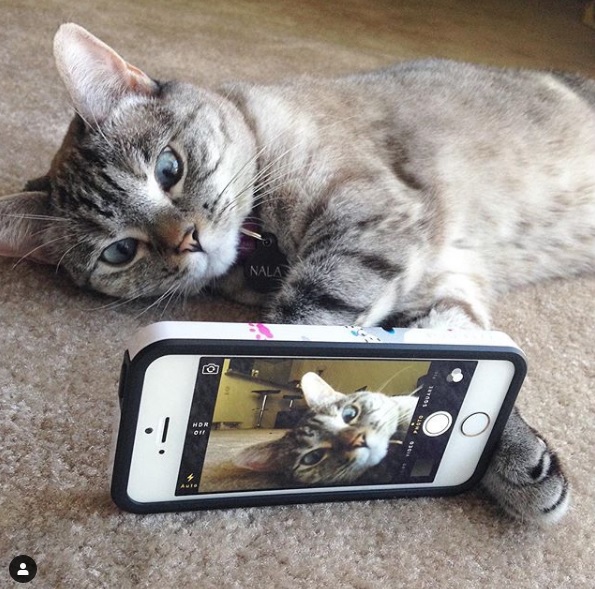 미국에서 ‘셀럽 고양이’가 된 날라의 인스타그램 사진