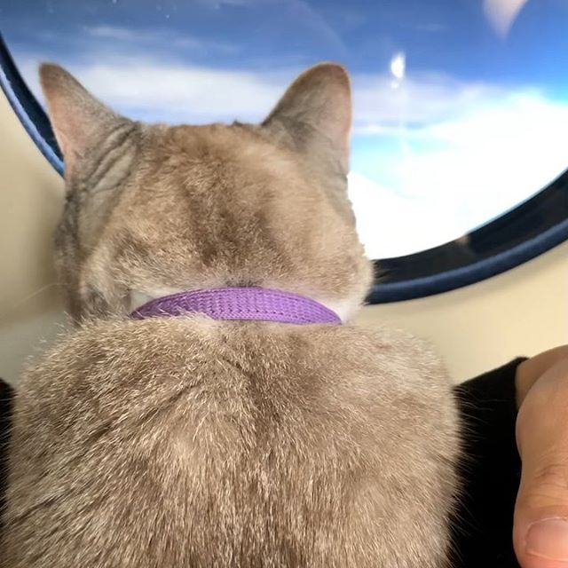 미국에서 ‘셀럽 고양이’로 등극한 날라의 인스타그램 사진