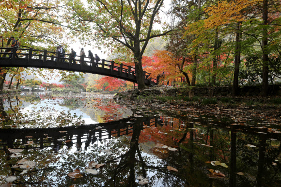 7일 오전 가을 단풍이 붉게 물든 전남 장성군 북하면 백양사를 찾은 관광객들이 만추를 만끽하고 있다. 내장산 국립공원 관계자는 일주문부터 쌍계루까지 이어진 1.5km의 단풍터널은 현재 60% 정도 단풍이 들었다며 이번 주말에는 절정을 이룰 것으로 내다봤다. 2019.11.7  연합뉴스
