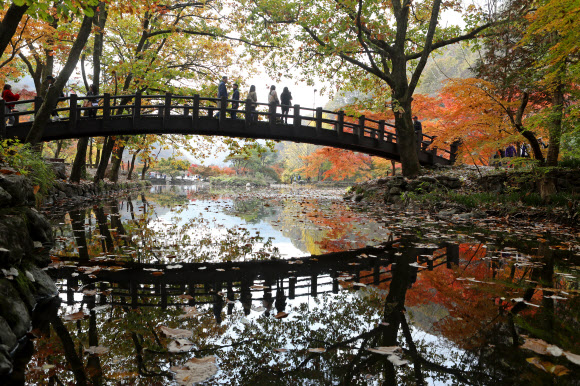 7일 오전 가을 단풍이 붉게 물든 전남 장성군 북하면 백양사를 찾은 관광객들이 만추를 만끽하고 있다. 내장산 국립공원 관계자는 일주문부터 쌍계루까지 이어진 1.5km의 단풍터널은 현재 60% 정도 단풍이 들었다며 이번 주말에는 절정을 이룰 것으로 내다봤다. 2019.11.7  연합뉴스