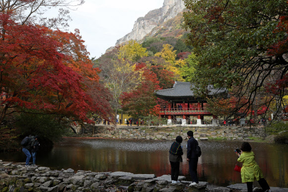 7일 오전 가을 단풍이 붉게 물든 전남 장성군 북하면 백양사를 찾은 관광객들이 만추를 만끽하고 있다. 내장산 국립공원 관계자는 일주문부터 쌍계루까지 이어진 1.5km의 단풍터널은 현재 60% 정도 단풍이 들었다며 이번 주말에는 절정을 이룰 것으로 내다봤다. 2019.11.7  연합뉴스