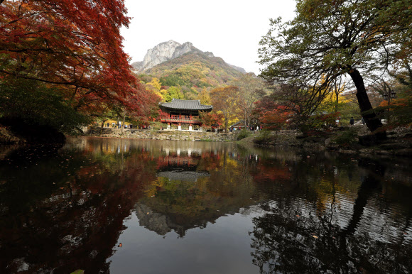 7일 오전 가을 단풍이 붉게 물든 전남 장성군 북하면 백양사를 찾은 관광객들이 만추를 만끽하고 있다. 내장산 국립공원 관계자는 일주문부터 쌍계루까지 이어진 1.5km의 단풍터널은 현재 60% 정도 단풍이 들었다며 이번 주말에는 절정을 이룰 것으로 내다봤다. 2019.11.7  연합뉴스