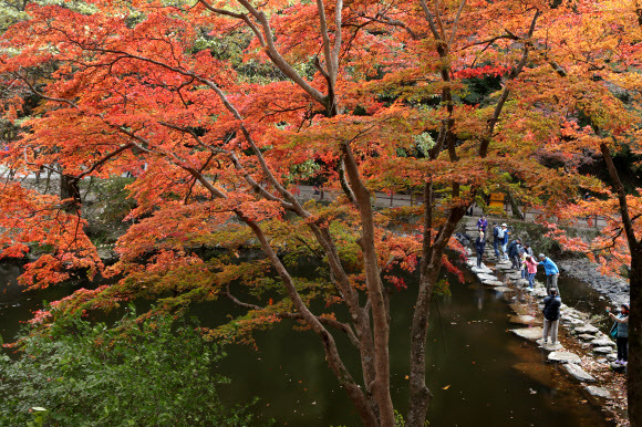 7일 오전 가을 단풍이 붉게 물든 전남 장성군 북하면 백양사를 찾은 관광객들이 만추를 만끽하고 있다. 내장산 국립공원 관계자는 일주문부터 쌍계루까지 이어진 1.5km의 단풍터널은 현재 60% 정도 단풍이 들었다며 이번 주말에는 절정을 이룰 것으로 내다봤다. 2019.11.7  연합뉴스