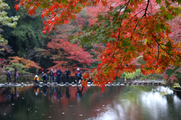 7일 오전 가을 단풍이 붉게 물든 전남 장성군 북하면 백양사를 찾은 관광객들이 만추를 만끽하고 있다. 내장산 국립공원 관계자는 일주문부터 쌍계루까지 이어진 1.5km의 단풍터널은 현재 60% 정도 단풍이 들었다며 이번 주말에는 절정을 이룰 것으로 내다봤다. 2019.11.7  연합뉴스