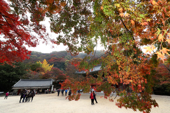 7일 오전 가을 단풍이 붉게 물든 전남 장성군 북하면 백양사를 찾은 관광객들이 만추를 만끽하고 있다. 내장산 국립공원 관계자는 일주문부터 쌍계루까지 이어진 1.5km의 단풍터널은 현재 60% 정도 단풍이 들었다며 이번 주말에는 절정을 이룰 것으로 내다봤다. 2019.11.7  연합뉴스