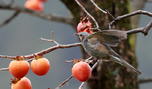 홍시 먹는 직박구리