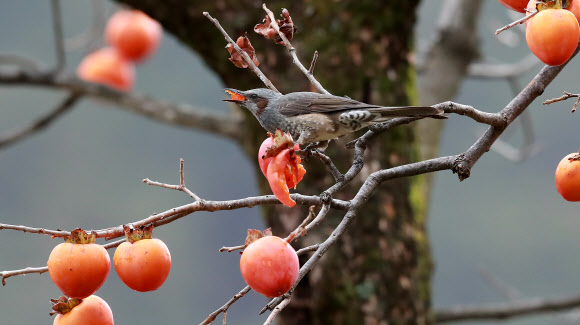 홍시 쪼아 먹는 직박구리