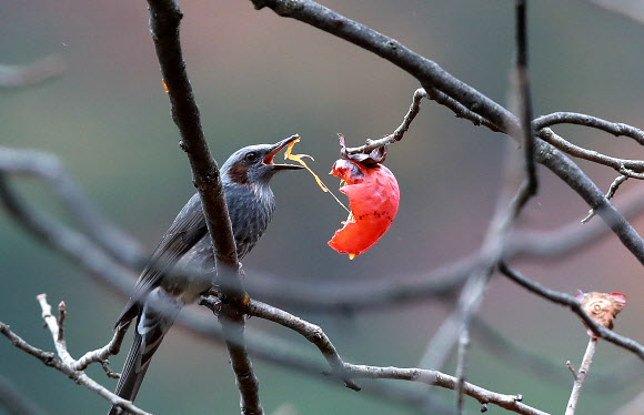 직박구리 ‘맛있는 홍시’