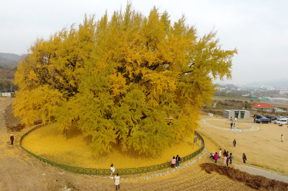 노랗게 물든 반계리 은행나무