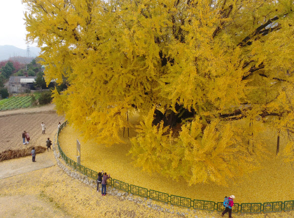 대형 은행나무에 깃든 가을