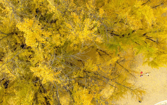 원주 반계리 은행나무에 깃든 가을