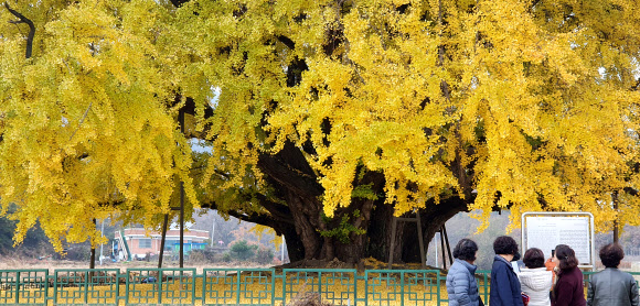 노랗게 물든 반계리 은행나무