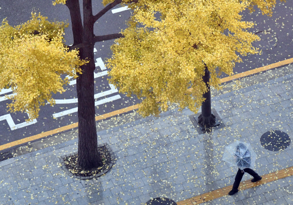 가을비가 내린 13일 서울 중구의 한 거리에서 시민들이 우산을 쓴채 길을 걷고 있다. 2019.11.13 박지환기자 popocar@seoul.co.kr