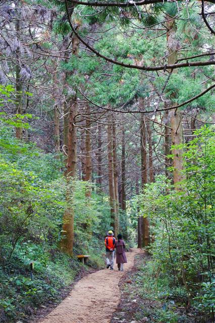 피톤치드로 가득한 봉래산 편백숲 산책길.
