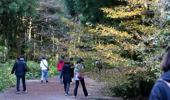 가을 햇볕 든 제주 사려니숲길