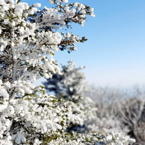 설악산 상고대 장관