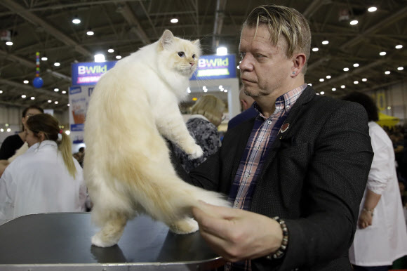 16일(현지시간) 이탈리아 로마에서 열린 ‘캣 쇼’에 수백 마리의 고양이들이 참가해 저마다 매력을 뽐내고 있다.  AP 연합뉴스
