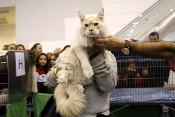 16일(현지시간) 이탈리아 로마에서 열린 ‘캣 쇼’에 수백 마리의 고양이들이 참가해 저마다 매력을 뽐내고 있다.  AP 연합뉴스