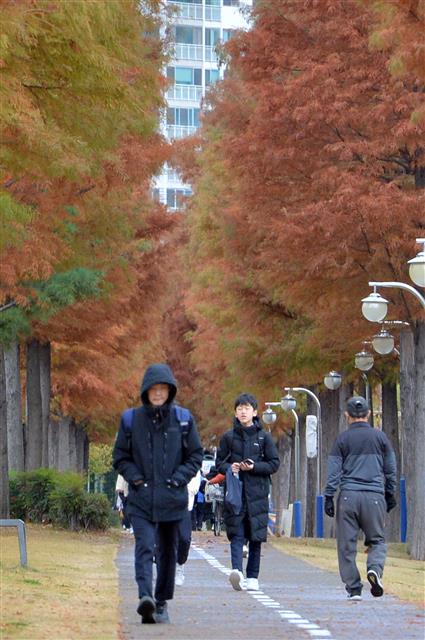 28일 출근길에 나선 시민들이 경북 포항시 북구 우현동 도시 숲길에 있는 메타쉐콰이어 길을 걸어가고 있다. 2019.11.18 뉴스1