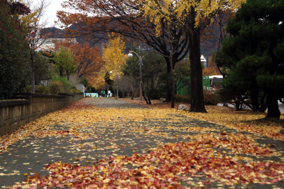 지난 밤 전국적으로 가을비가 흩뿌린 가운데 18일 아침 경남 창원시 중앙대로 변 은행나무와 단풍나무 등 가로수들이 우수수 잎을 떨궈 가을의 화려함을 마지막으로 뽐내고 있다. 2019.11.18  연합뉴스