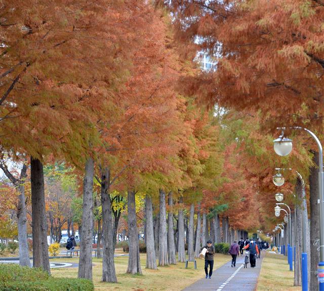 28일 출근길에 나선 시민들이 경북 포항시 북구 우현동 도시 숲길에 있는 메타쉐콰이어 길을 걸어가고 있다. 2019.11.18 뉴스1