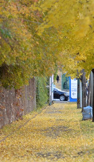 28일 경북 포항시 북구 우현동 인도 위에 바람에 떨어진 은행나무 잎으로 덮혀있다. 2019.11.18 뉴스1
