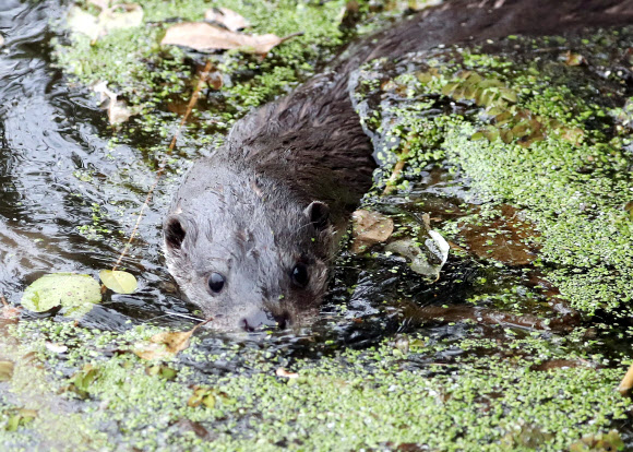 18일 오후 대구시 동구 대림동 금호강 안심습지에서 대구시 관계자 등이 참석한 가운데 방사한 멸종위기 야생동물인 수달 암수 1쌍 중 한 마리가 물속에서 헤엄치고 있다. 방사된 수달은 지난해 8월 전남지역에서 구조된 개체이다.  이들 수달은 전남야생동물구조관리센터에 포육 된 데 이어 국립생태원·한국수달연구센터에서 자연 적응훈련을 거쳐 자연으로 복귀한다. 국립생태원은 대구지역에 수달 24마리가 서식해 개체 간 서식지 충돌이 적고 먹이자원이 풍부할 뿐만 아니라 갈대 등 식생군락이 산재해 안정적 서식 조건을 제공한다고 판단해 이날 금호강 안심습지에 방사했다. 2019.11.18  연합뉴스