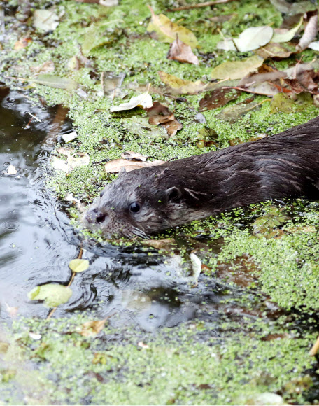 18일 오후 대구시 동구 대림동 금호강 안심습지에서 대구시 관계자 등이 참석한 가운데 방사한 멸종위기 야생동물인 수달 암수 1쌍 중 한 마리가 물속에서 헤엄치고 있다. 방사된 수달은 지난해 8월 전남지역에서 구조된 개체이다.  이들 수달은 전남야생동물구조관리센터에 포육 된 데 이어 국립생태원·한국수달연구센터에서 자연 적응훈련을 거쳐 자연으로 복귀한다. 국립생태원은 대구지역에 수달 24마리가 서식해 개체 간 서식지 충돌이 적고 먹이자원이 풍부할 뿐만 아니라 갈대 등 식생군락이 산재해 안정적 서식 조건을 제공한다고 판단해 이날 금호강 안심습지에 방사했다. 2019.11.18  연합뉴스