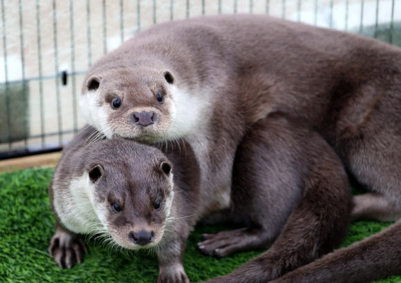 18일 오후 대구시 동구 대림동 금호강 안심습지에서 멸종위기 야생동물인 수달 암수 1쌍이 케이지 안에서 방사를 기다리고 있다. 이날 방사된 수달은 지난해 8월 전남지역에서 구조된 개체이다.  이들 수달은 전남야생동물구조관리센터에 포육 된 데 이어 국립생태원·한국수달연구센터에서 자연 적응훈련을 거쳐 자연으로 복귀한다. 국립생태원은 대구지역에 수달 24마리가 서식해 개체 간 서식지 충돌이 적고 먹이자원이 풍부할 뿐만 아니라 갈대 등 식생군락이 산재해 안정적 서식 조건을 제공한다고 판단해 이날 금호강 안심습지에 방사했다. 2019.11.18  연합뉴스
