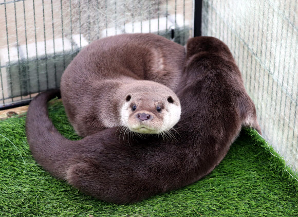18일 오후 대구시 동구 대림동 금호강 안심습지에서 멸종위기 야생동물인 수달 암수 1쌍이 케이지 안에서 방사를 기다리고 있다. 이날 방사된 수달은 지난해 8월 전남지역에서 구조된 개체이다.  이들 수달은 전남야생동물구조관리센터에 포육 된 데 이어 국립생태원·한국수달연구센터에서 자연 적응훈련을 거쳐 자연으로 복귀한다. 국립생태원은 대구지역에 수달 24마리가 서식해 개체 간 서식지 충돌이 적고 먹이자원이 풍부할 뿐만 아니라 갈대 등 식생군락이 산재해 안정적 서식 조건을 제공한다고 판단해 이날 금호강 안심습지에 방사했다. 2019.11.18  연합뉴스