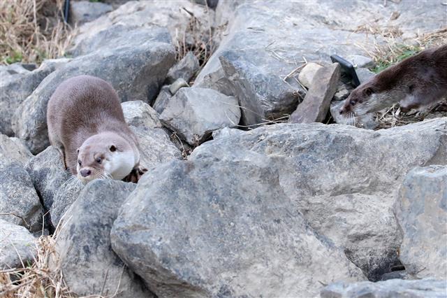 18일 오후 대구 동구 안심습지에서 열린 ‘대구시 금호강 생물다양성 증진을 위한 수달 방사’ 행사에서 방사된 수달 한 쌍이 바위 틈을 뛰어다니고 있다. 대구시는 국립생태원, 한국수달연구센터, 전남야생동물구조센터와 함께 수달 두 마리(암수 한 쌍)를 이날 대구 금호강 안심습지에 방사했다. 수달은 천연기념물 제330호, 멸종위기 야생생물 1급으로 지정돼 보호받고 있다. 2019.11.18 뉴스1