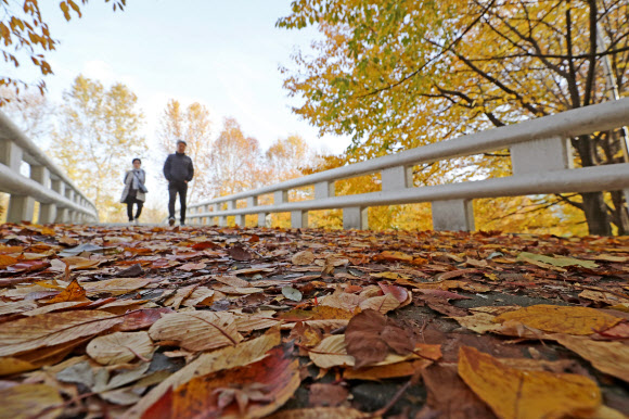 낮부터 기온이 크게 떨어진 18일 오후 서울 서초구 양재시민의숲에서 두꺼운 외투를 입은 시민들이 발걸음을 옮기고 있다. 2019.11.18  연합뉴스