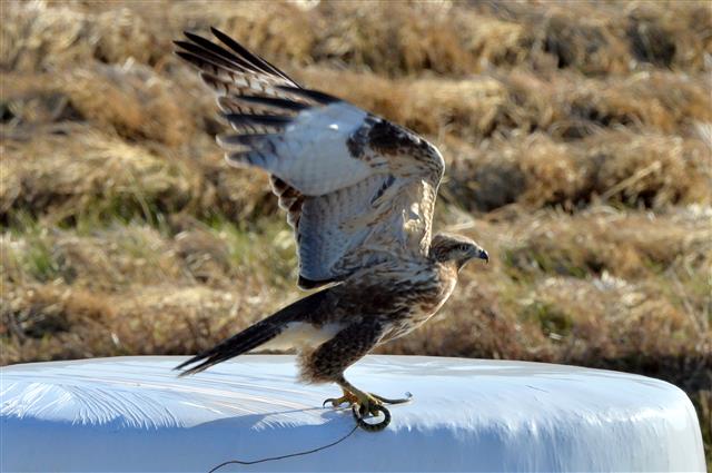 19일 오후 경북 포항시 북구 흥해읍 논에서 말똥가리 한마리가 뱀 사냥에 성공하고 있다. 2019.11.19 뉴스1