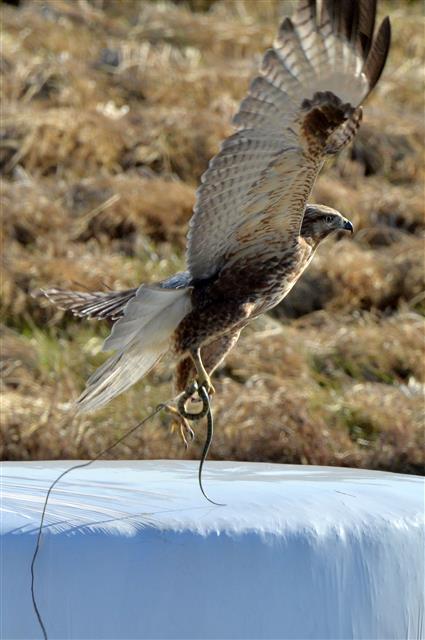 19일 오후 경북 포항시 북구 흥해읍 논에서 말똥가리 한마리가 뱀 사냥에 성공하고 있다. 2019.11.19 뉴스1