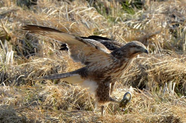 19일 오후 경북 포항시 북구 흥해읍 논에서 말똥가리 한마리가 뱀 사냥에 성공하고 있다. 2019.11.19 뉴스1