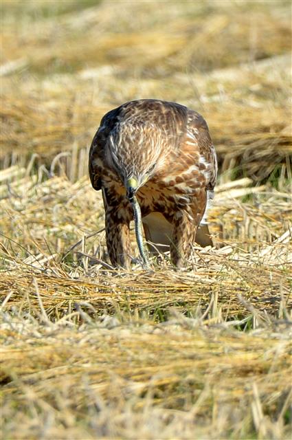 19일 오후 경북 포항시 북구 흥해읍 논에서 말똥가리 한마리가 뱀 사냥에 성공하고 있다. 2019.11.19 뉴스1