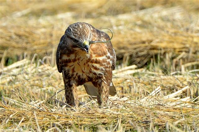 19일 오후 경북 포항시 북구 흥해읍 논에서 말똥가리 한마리가 뱀 사냥에 성공하고 있다. 2019.11.19 뉴스1