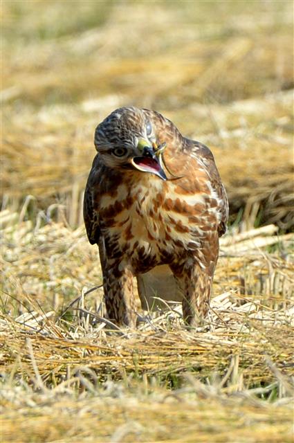 19일 오후 경북 포항시 북구 흥해읍 논에서 말똥가리 한마리가 뱀 사냥에 성공하고 있다. 2019.11.19 뉴스1