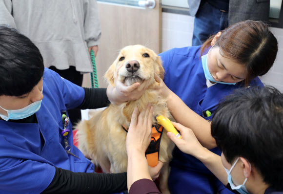 ‘반려견도 헌혈해요’