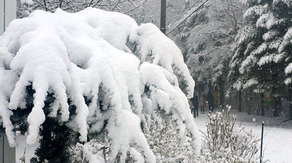 폭설 내린 대관령