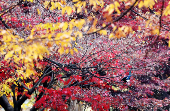 ‘까치를 찾아보세요’