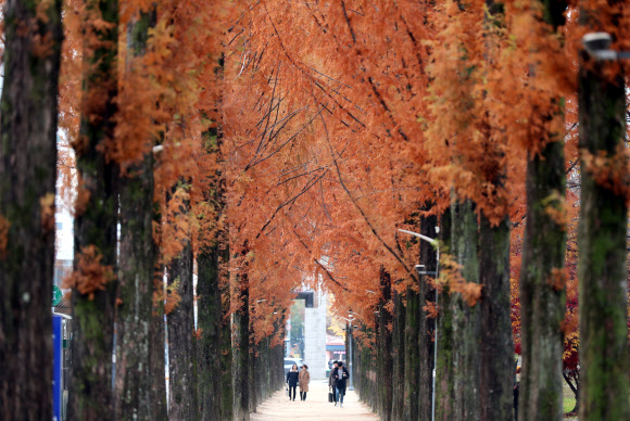 아침·저녁의 쌀쌀한 기운이 겨울이 오는 것을 실감케 하는 26일 오전 광주 북구전남대학교 교정 메타세쿼이아 가로수길이 갈색빛으로 물들어 있다. 2019.11.26  연합뉴스