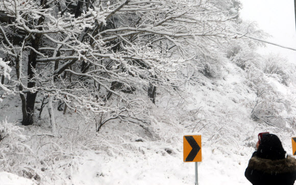 대관령 설경 장관