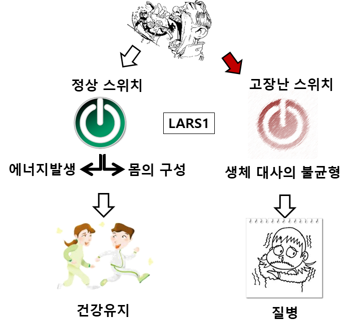 우리 몸의 에너지 대사 과정과 LARS1