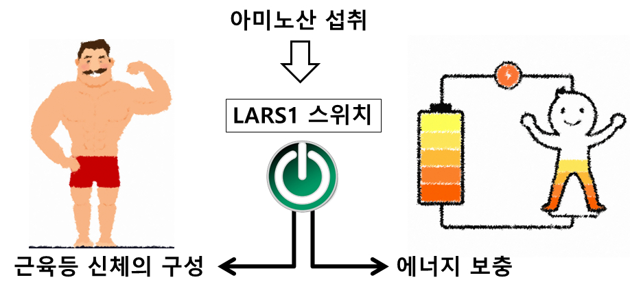 LARS1 효소의 역할